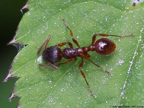 Image of European fire ant