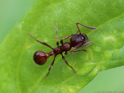 Image of European fire ant