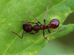 Image of European fire ant