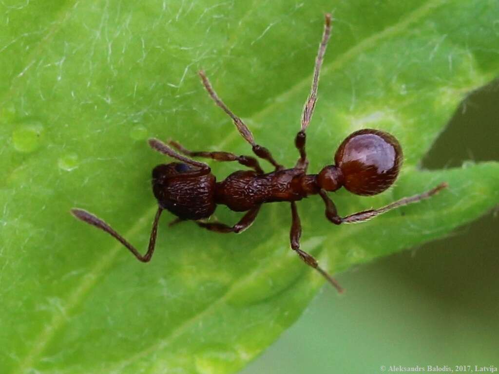 Image of European fire ant