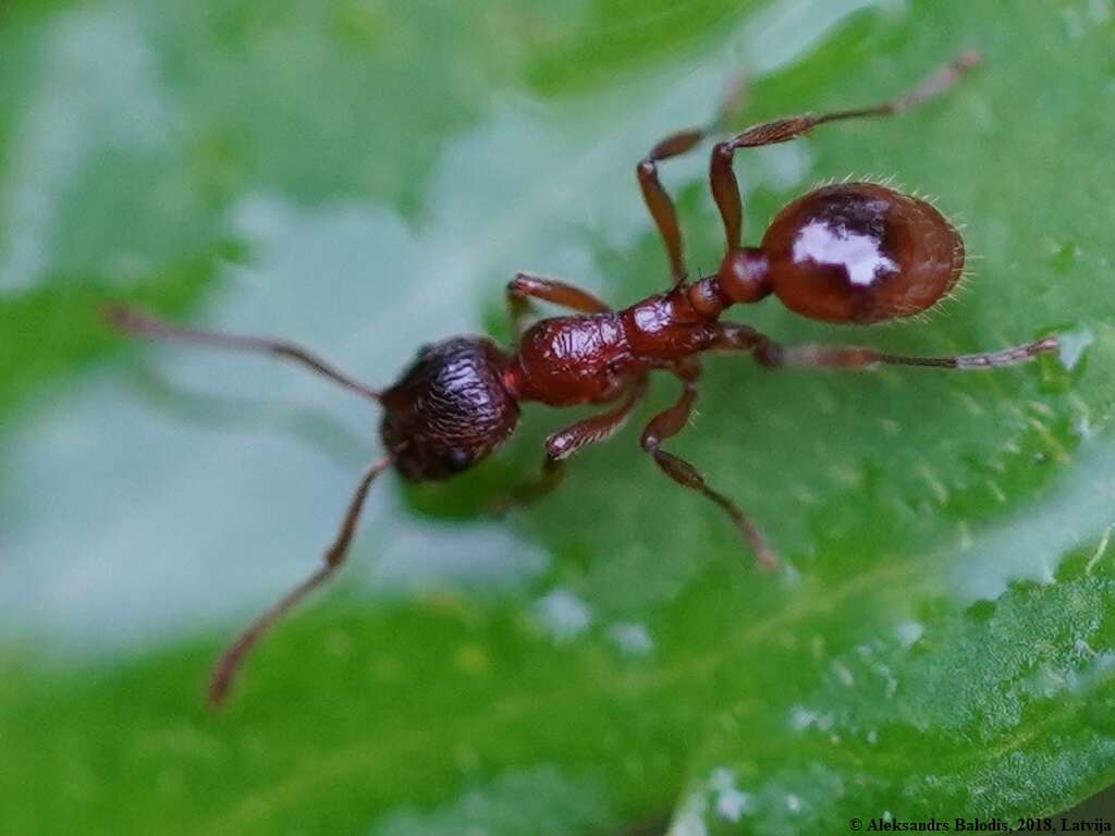 Image of European fire ant