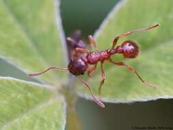 Image of European fire ant