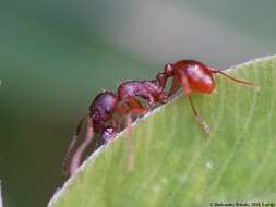 Image of European fire ant