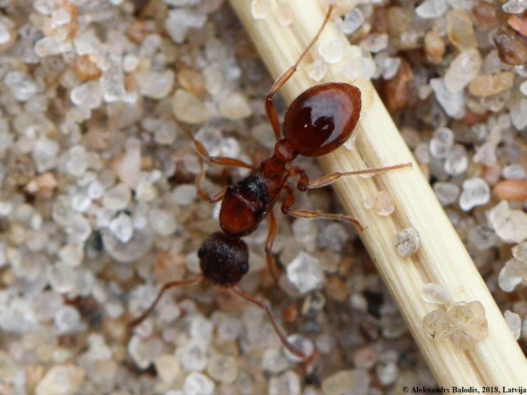 Image of European fire ant