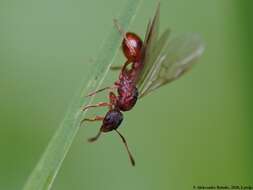 Image of European fire ant