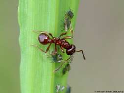 Image of European fire ant