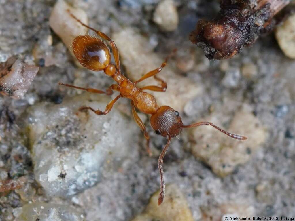 Imagem de Myrmica ruginodis Nylander 1846