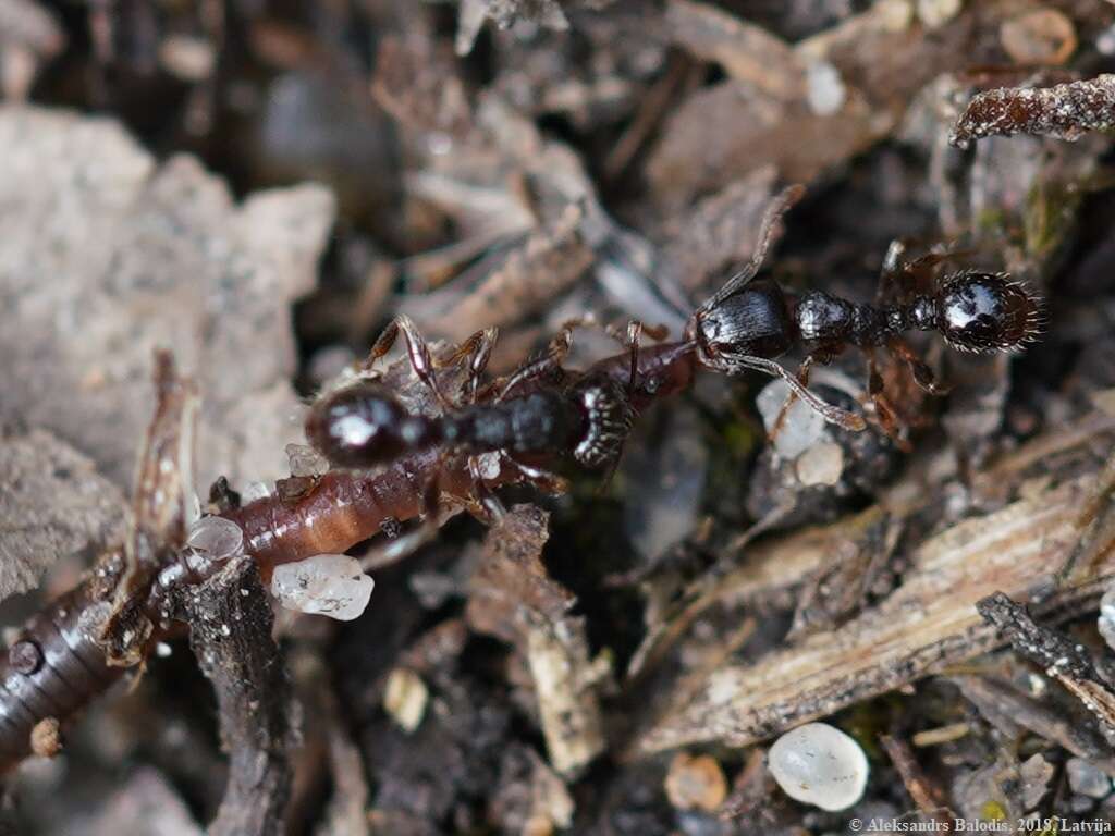 Image of Tetramorium caespitum (Linnaeus 1758)