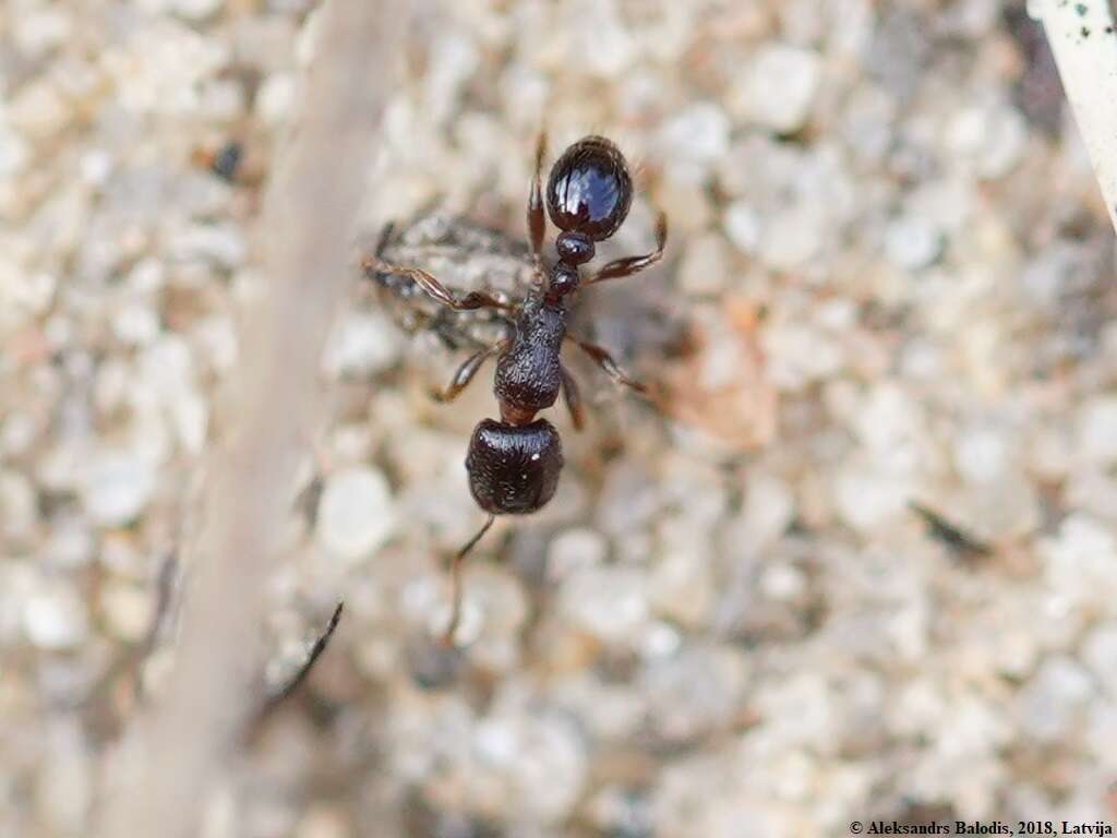 Image of Tetramorium caespitum (Linnaeus 1758)