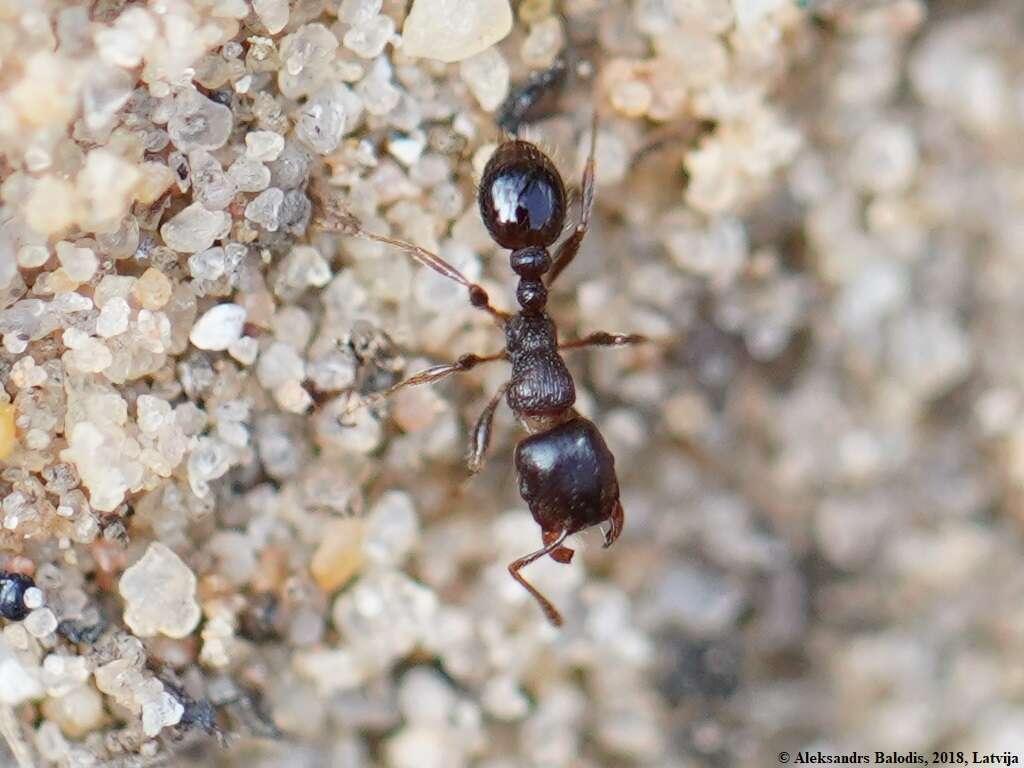 Image of Tetramorium caespitum (Linnaeus 1758)