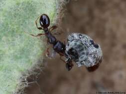 Image of Tetramorium caespitum (Linnaeus 1758)