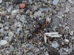 Image of Tetramorium caespitum (Linnaeus 1758)