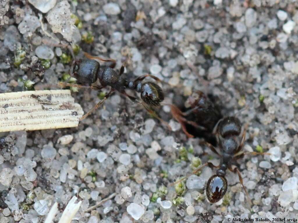 Image of Tetramorium caespitum (Linnaeus 1758)