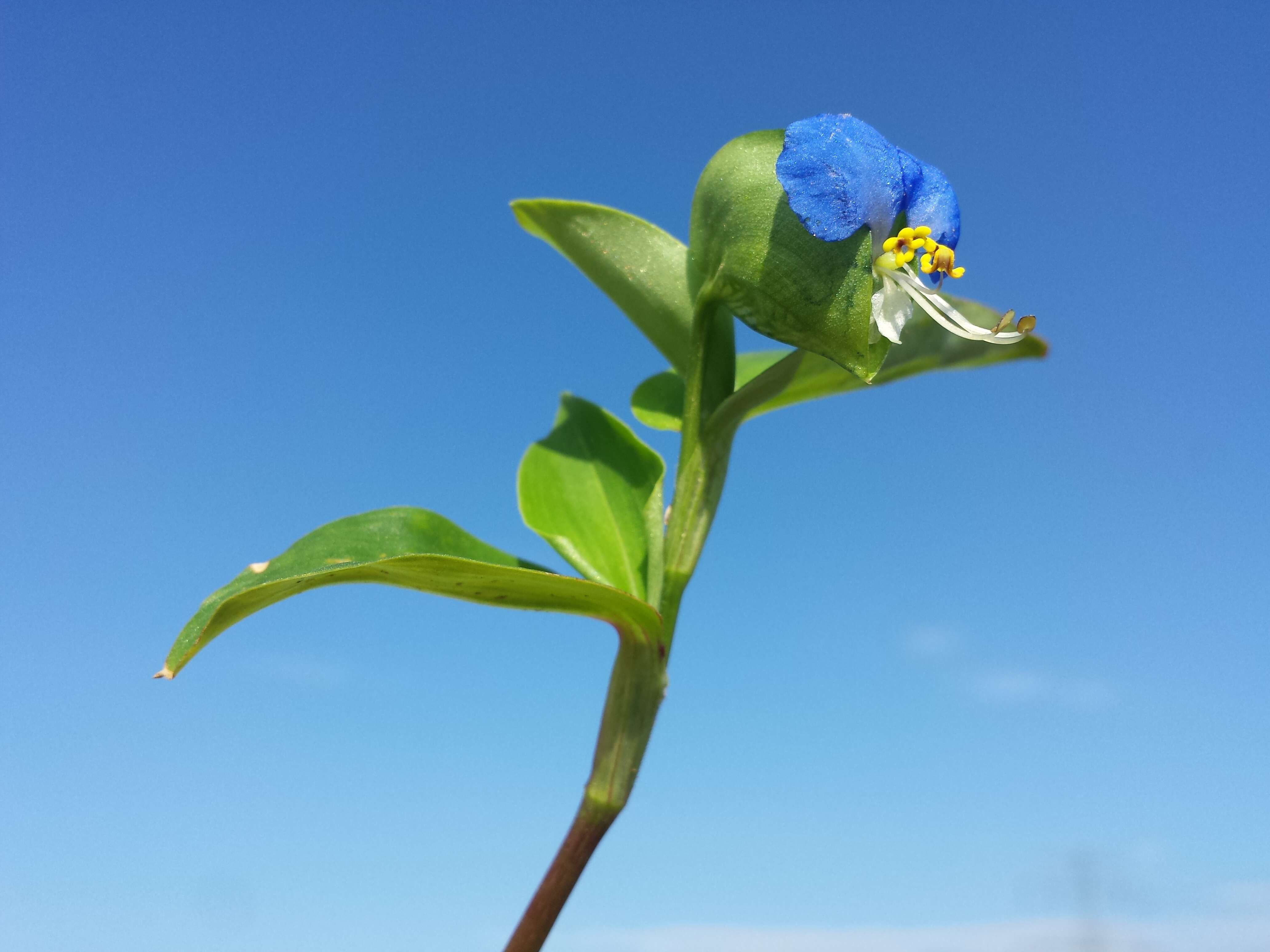 Image of Asiatic dayflower