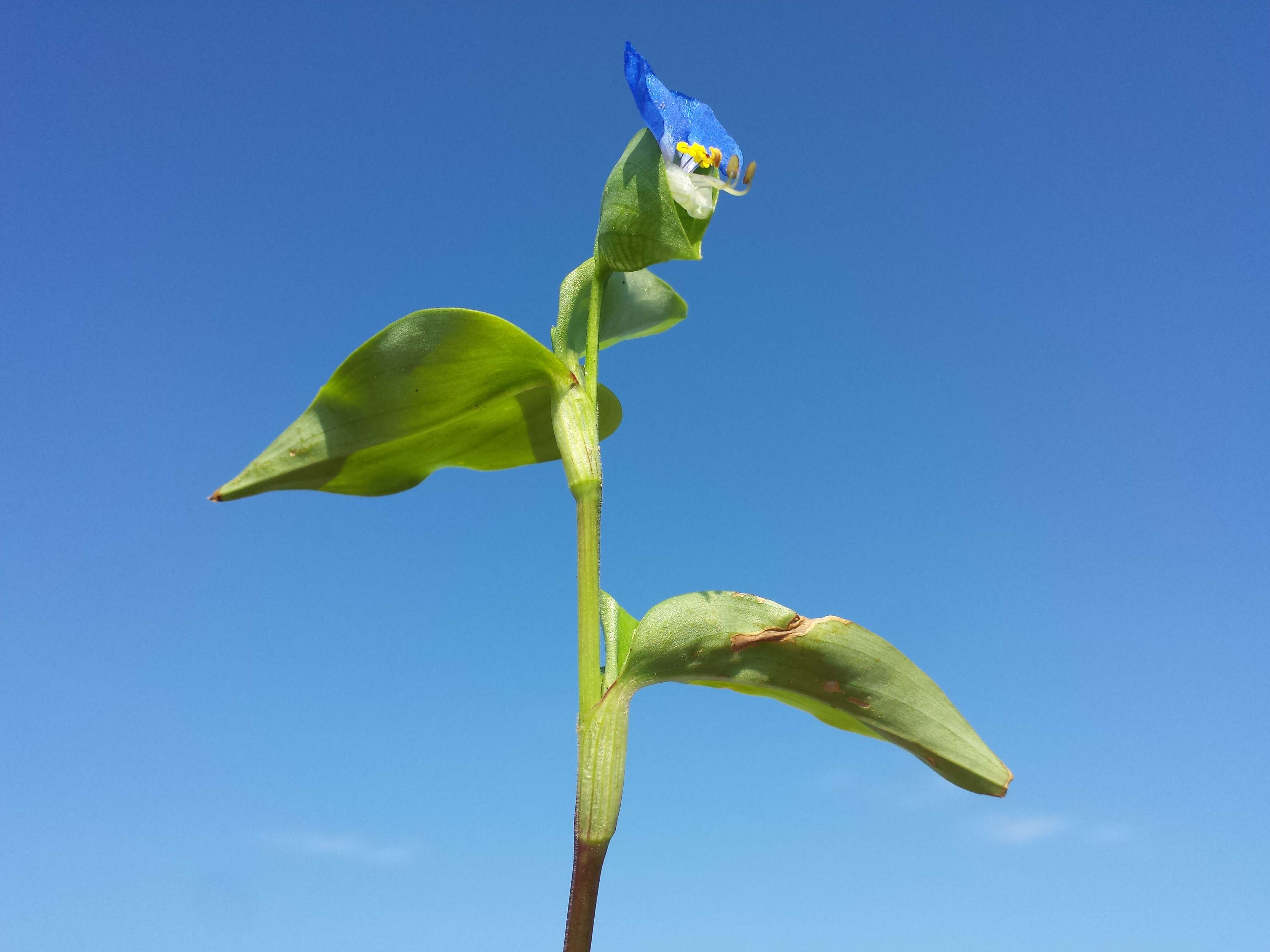 Image of Asiatic dayflower