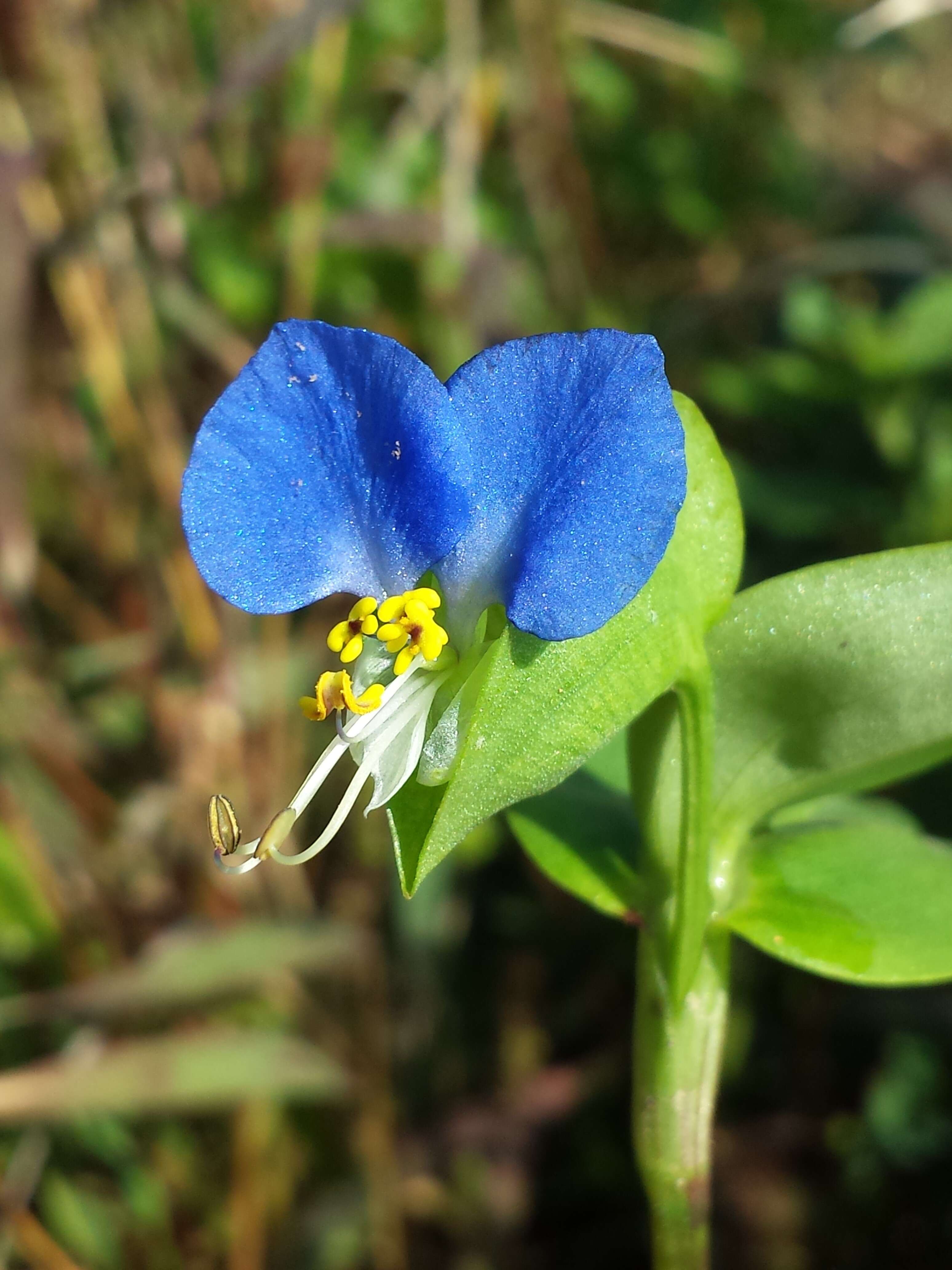 Image of Asiatic dayflower