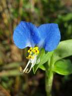 Image of Asiatic dayflower