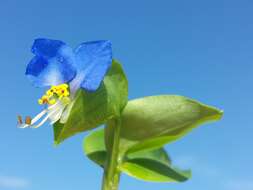 Image of Asiatic dayflower