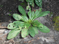 Imagem de Oenothera fruticosa L.