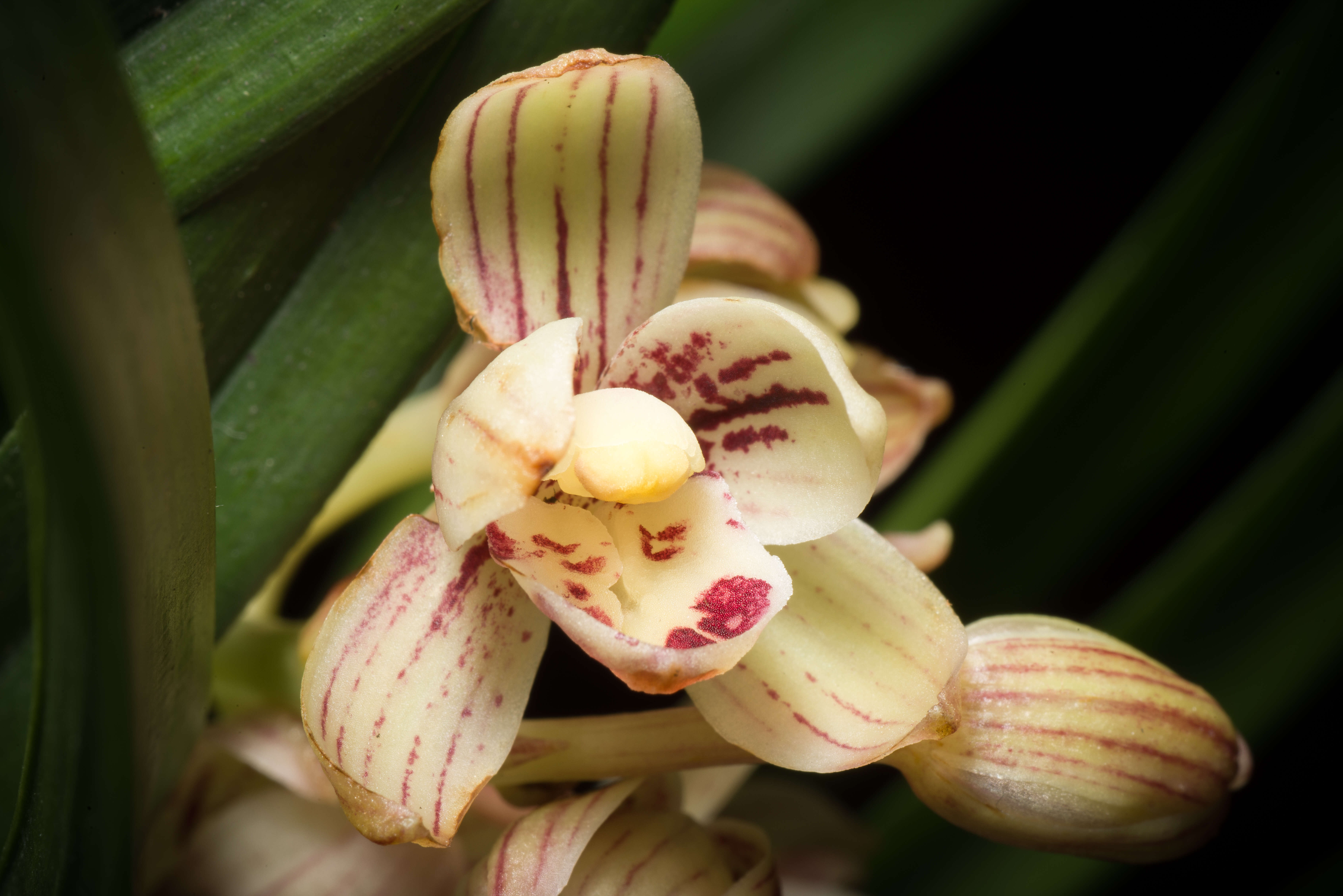 Image de Cymbidium ensifolium (L.) Sw.