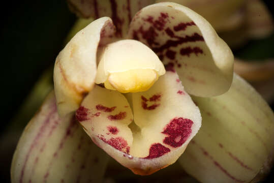 Image de Cymbidium ensifolium (L.) Sw.