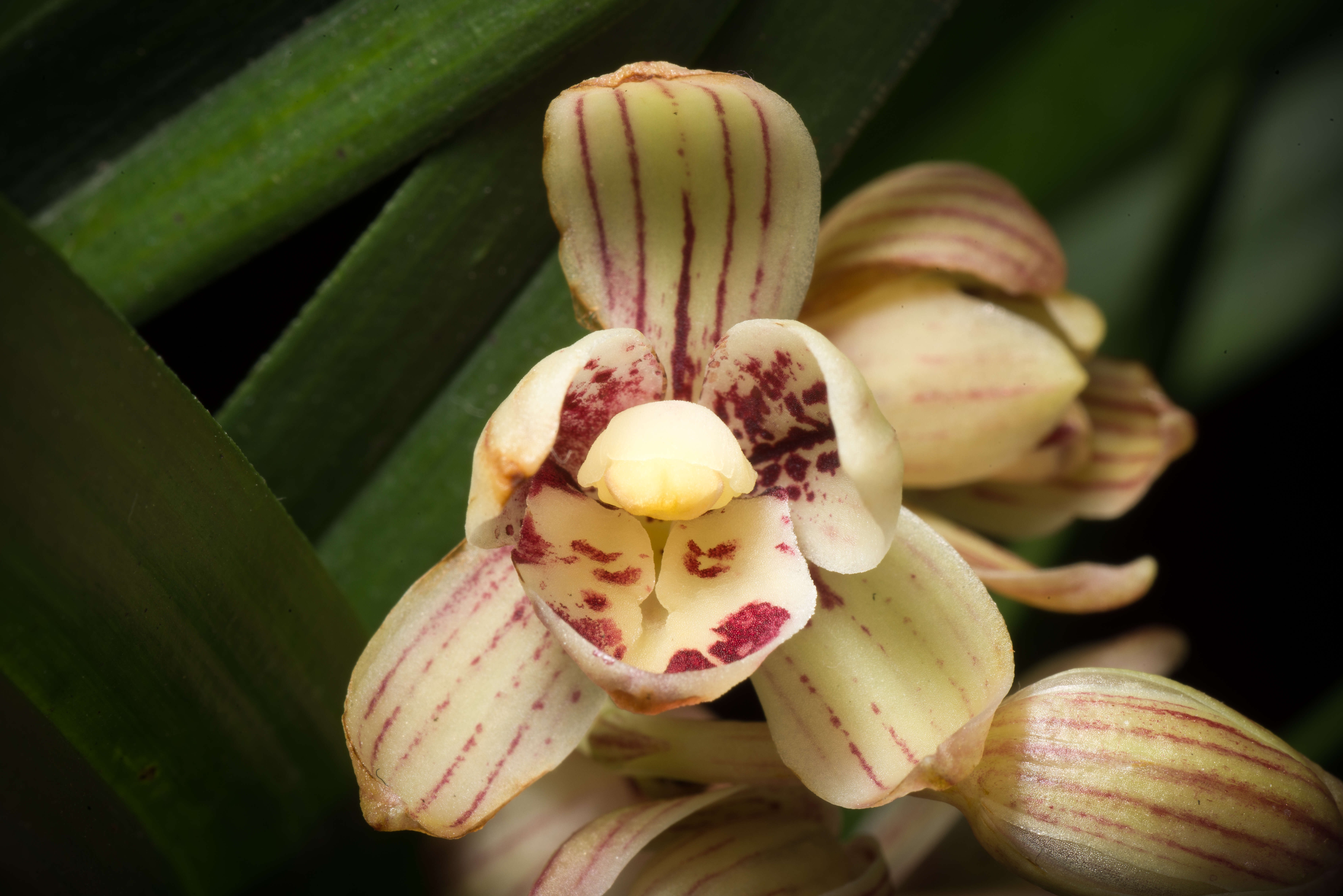 Image de Cymbidium ensifolium (L.) Sw.