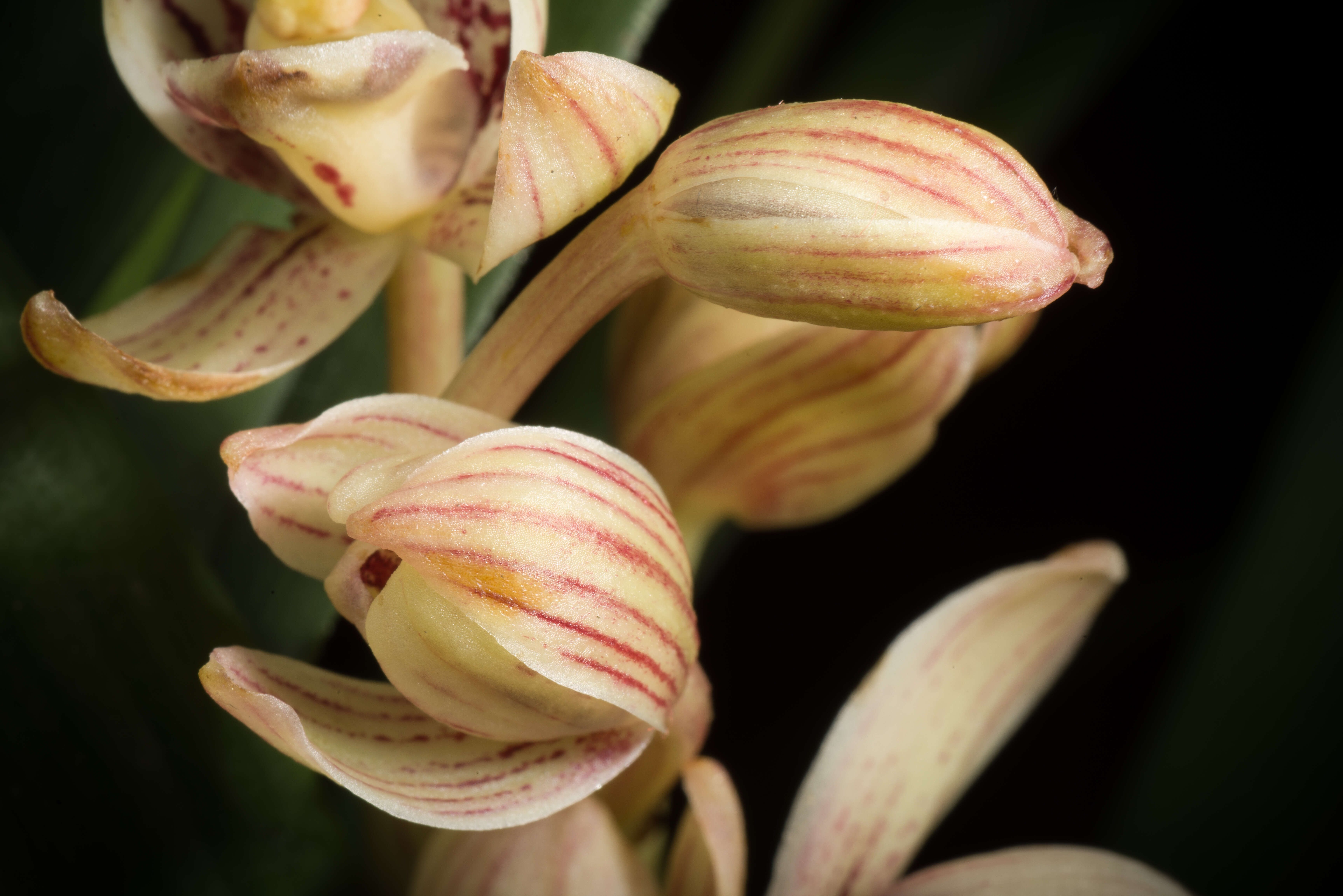 Image de Cymbidium ensifolium (L.) Sw.