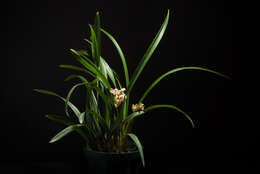 Image de Cymbidium ensifolium (L.) Sw.