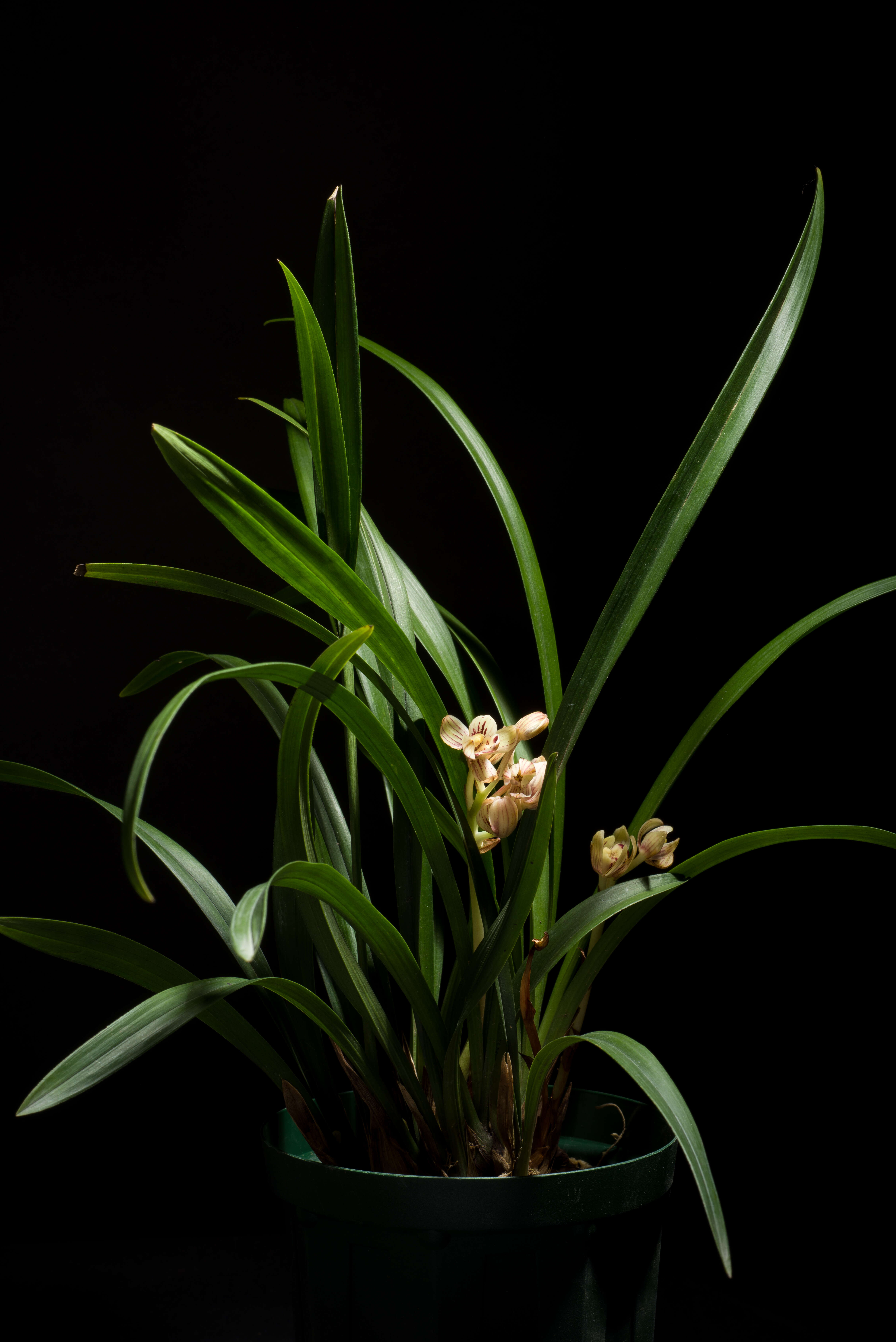 Image de Cymbidium ensifolium (L.) Sw.