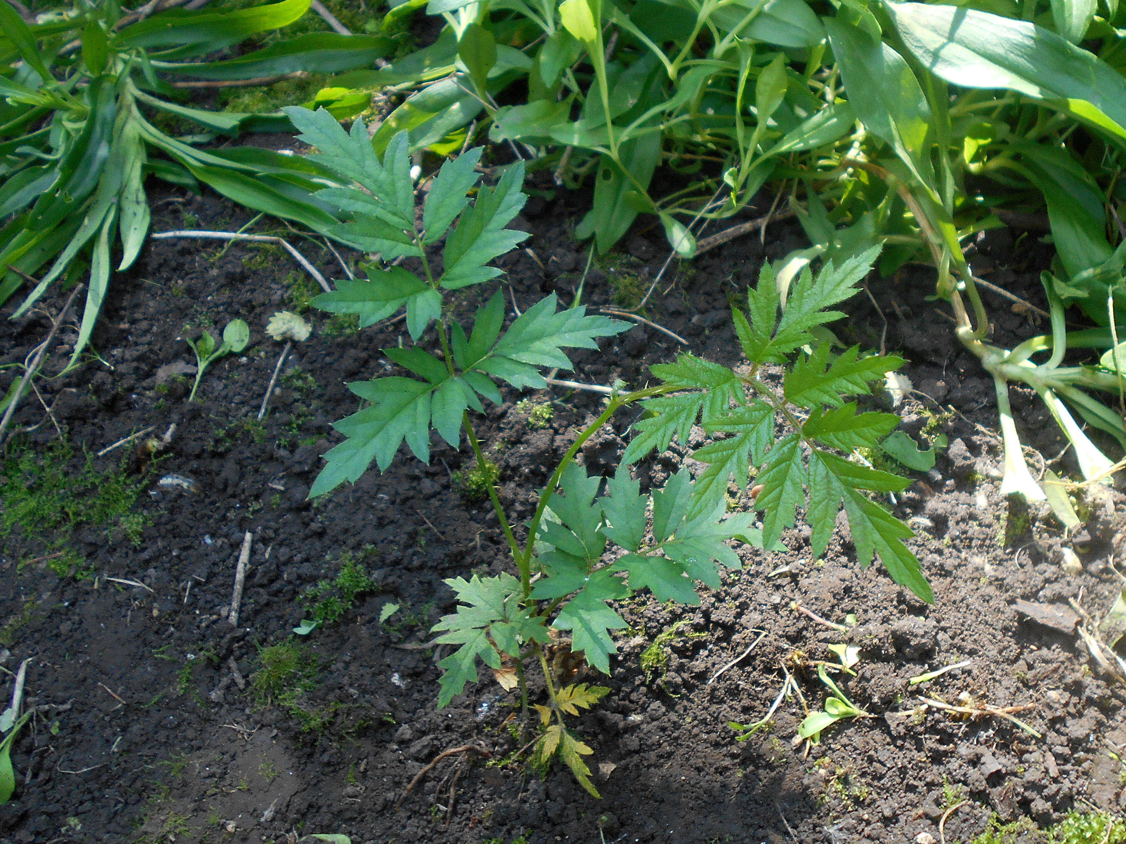 Image of cut-leaved bramble