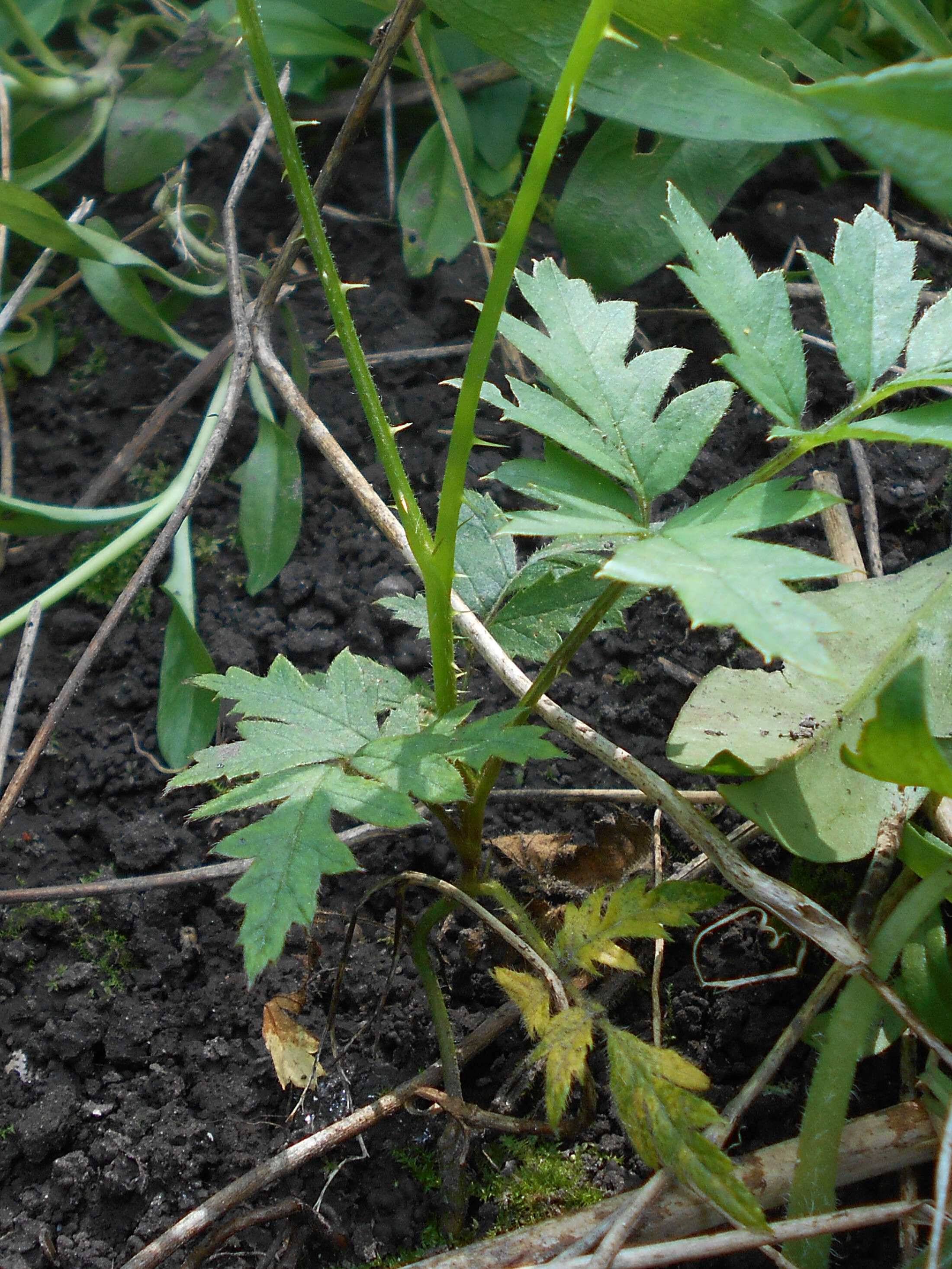 Image of cut-leaved bramble