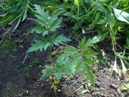 Image of cut-leaved bramble