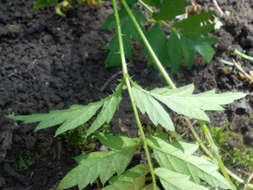 Image of cut-leaved bramble