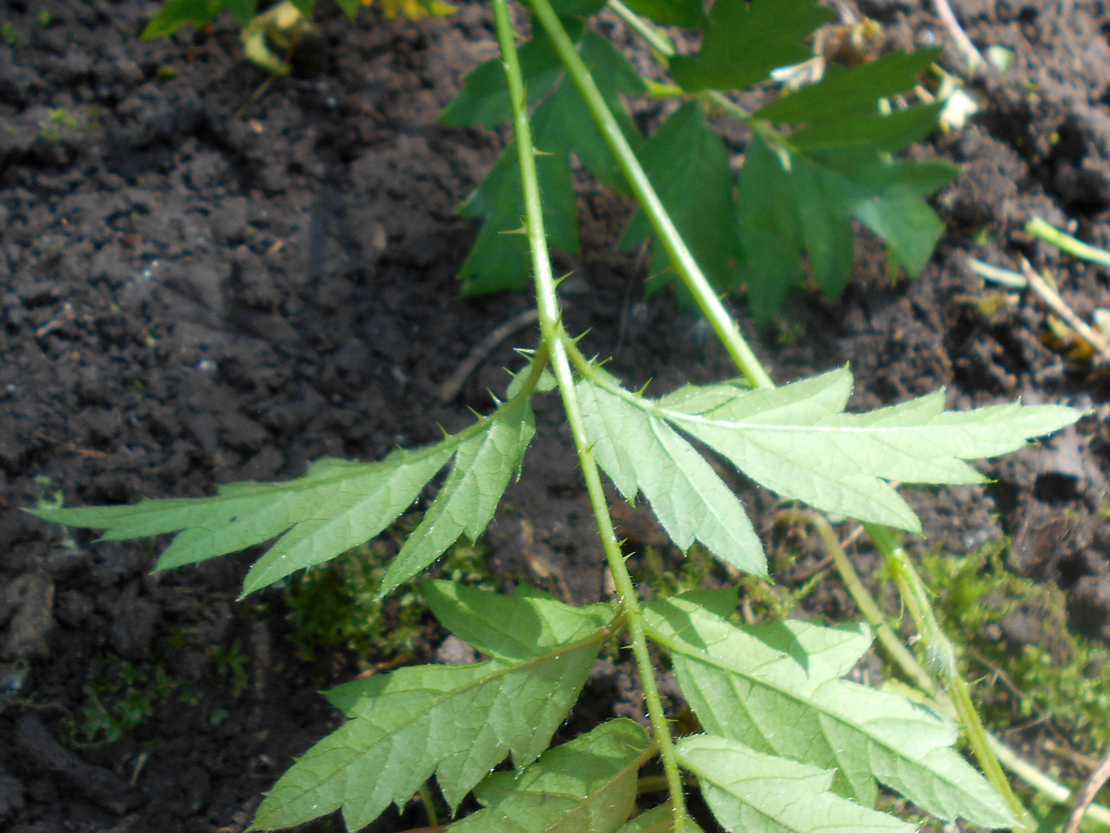 Image of cut-leaved bramble