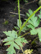 Image of cut-leaved bramble