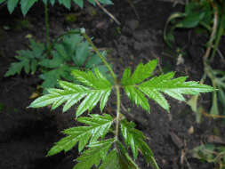 Image of cut-leaved bramble