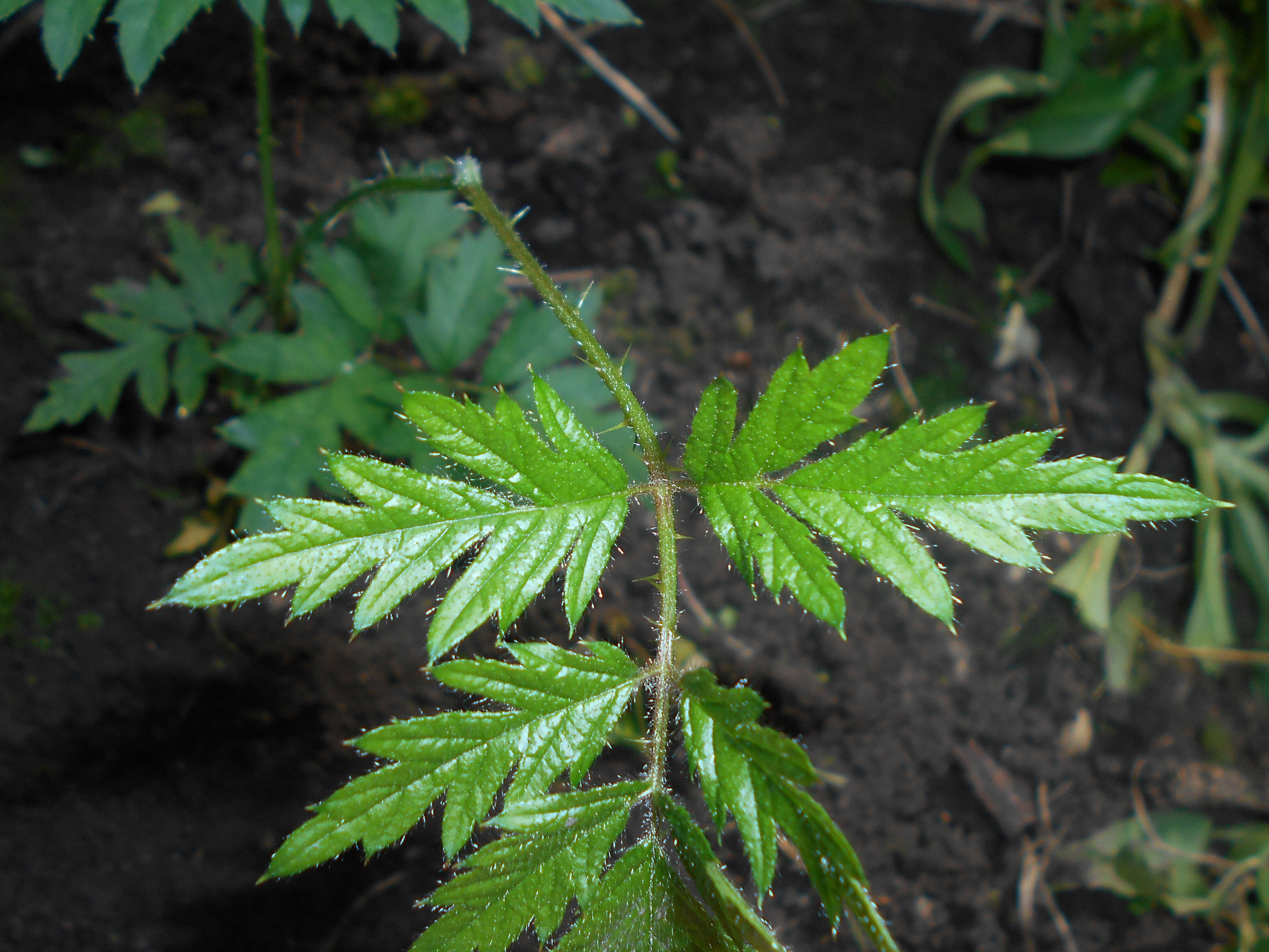 Image of cut-leaved bramble