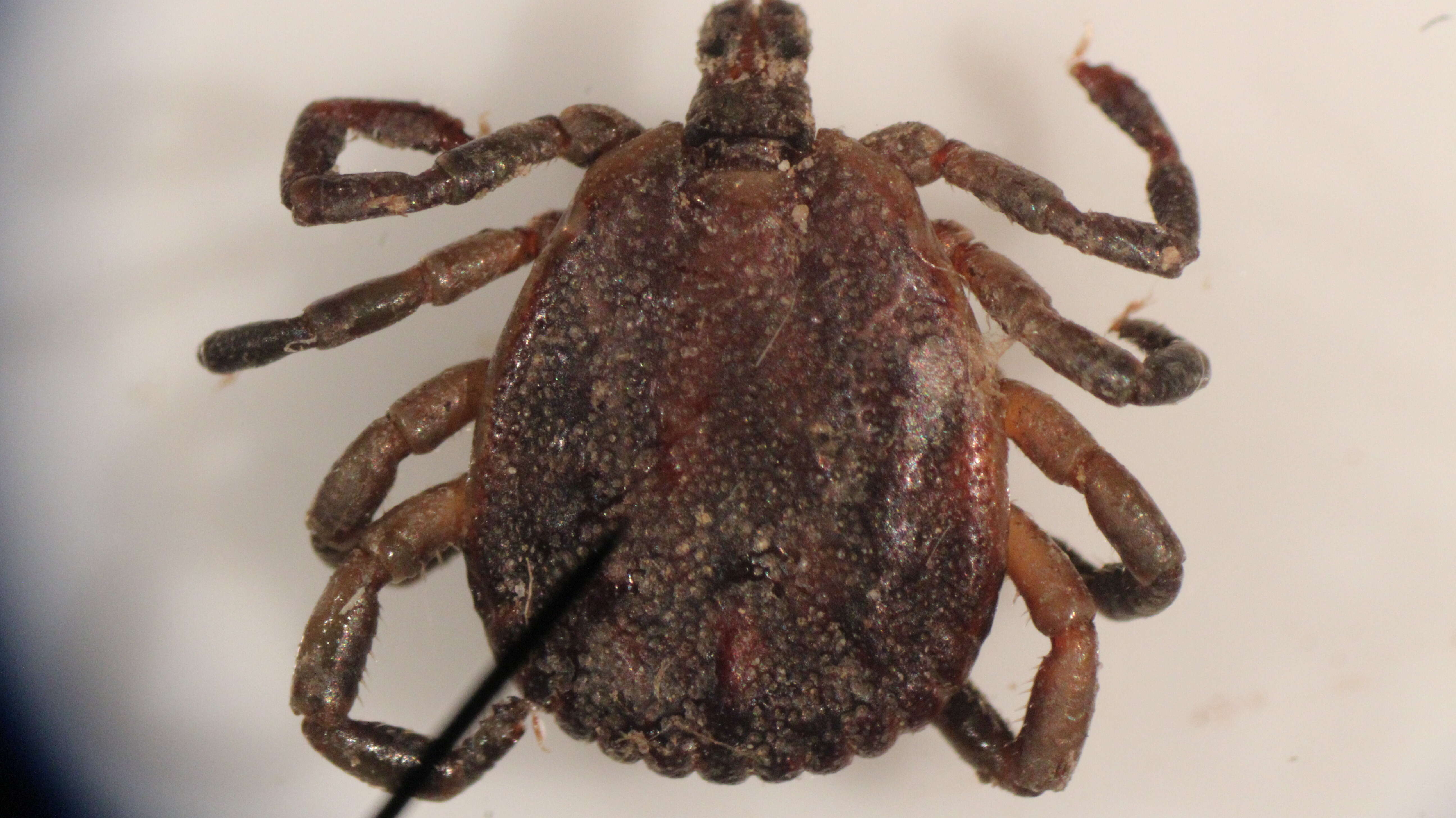 Image of Amblyomma Koch 1844