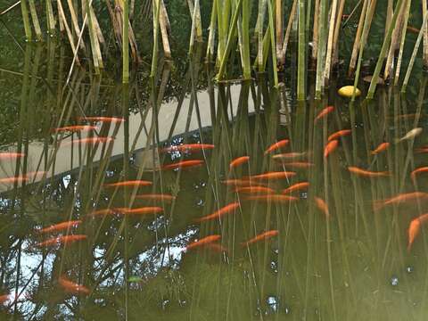 Image of Goldfish