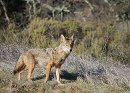 Imagem de Canis latrans ochropus Eschscholtz 1829