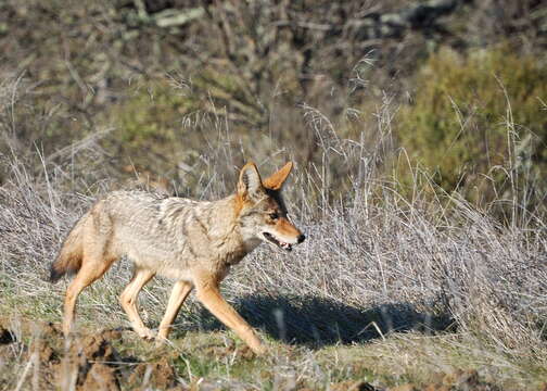 Imagem de Canis latrans ochropus Eschscholtz 1829