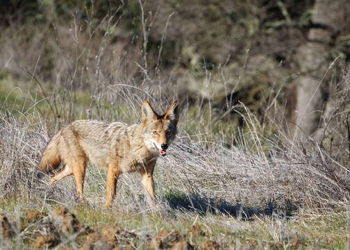 Imagem de Canis latrans ochropus Eschscholtz 1829