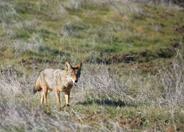 Imagem de Canis latrans ochropus Eschscholtz 1829