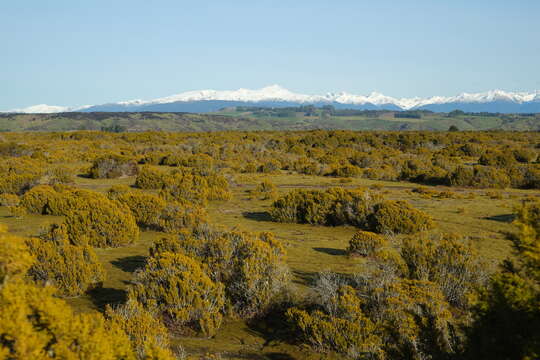 صورة Halocarpus bidwillii (Hook. fil. ex Kirk) Quinn