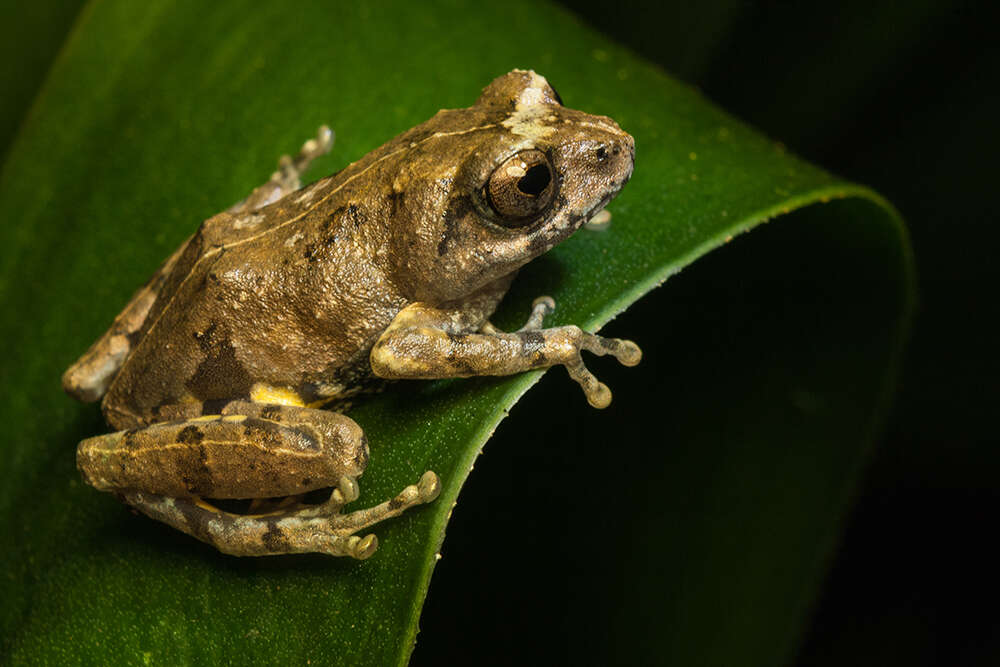 Image of Kudremukh bush frog