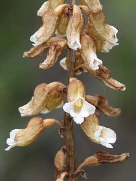 Image of Brindabella potato orchid