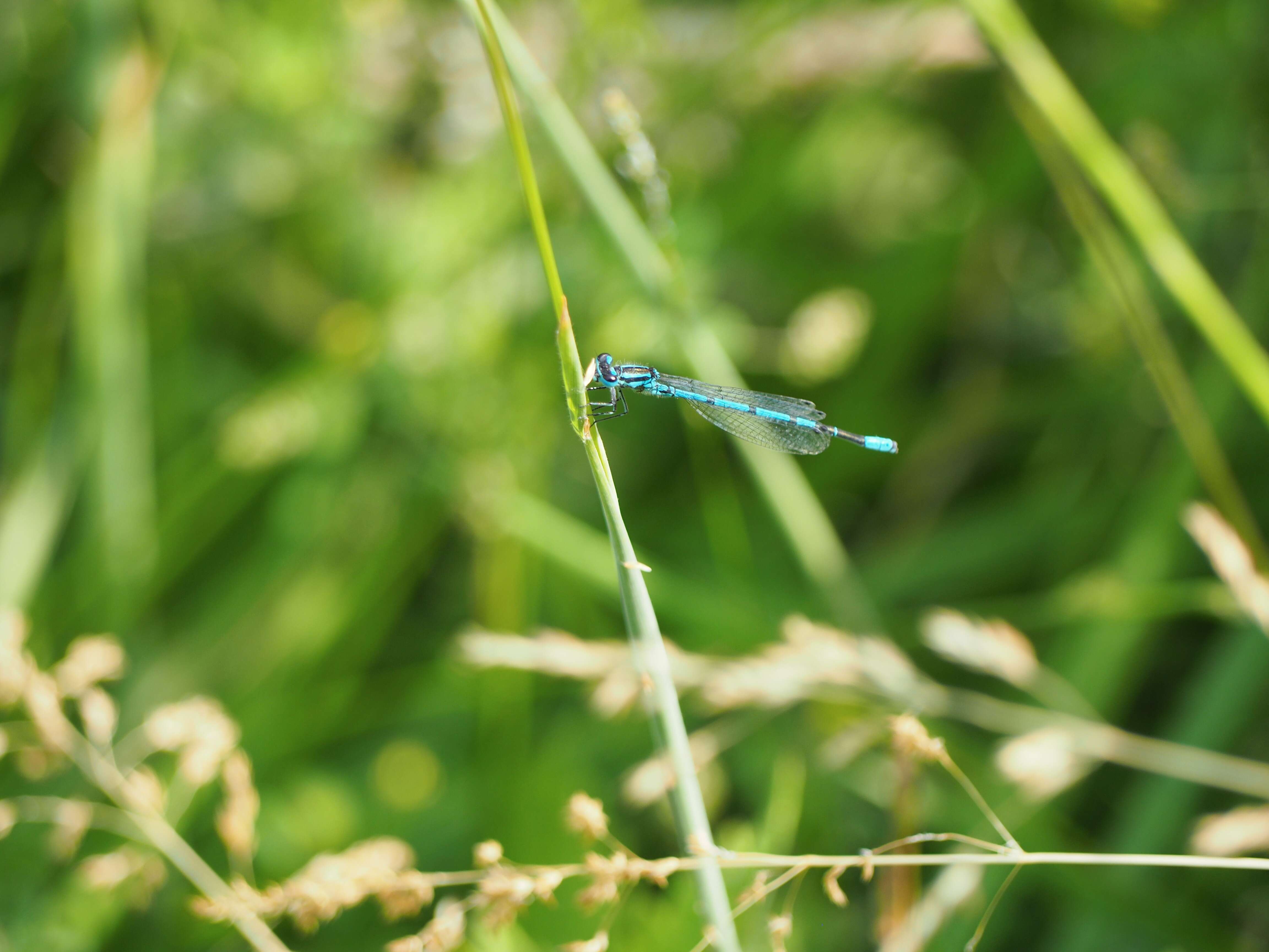 Imagem de Coenagrion puella (Linnaeus 1758)