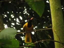 Image of Black-hooded Oriole