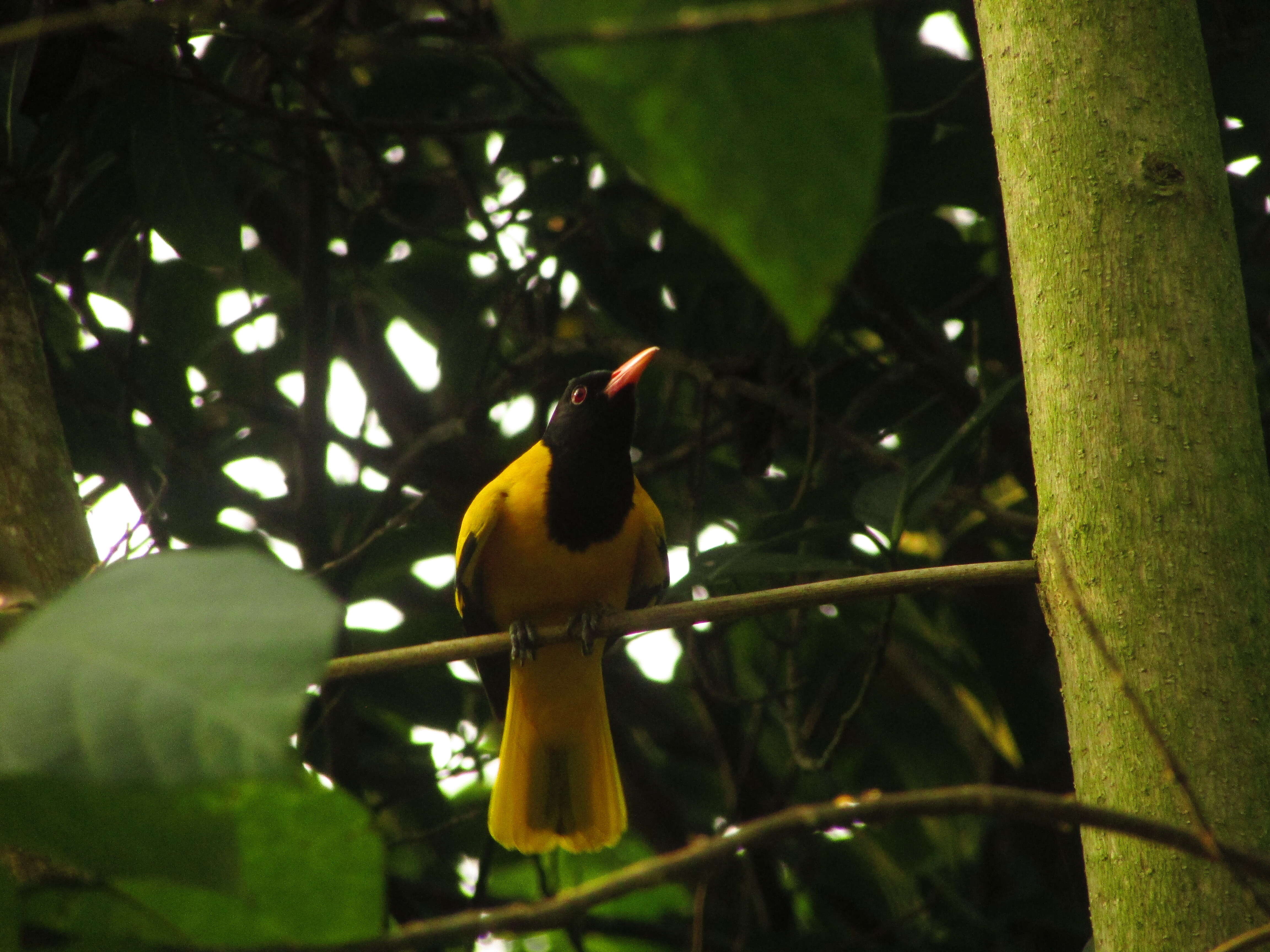 Image of Black-hooded Oriole