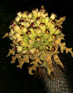 Image of Pachypodium namaquanum (Wyley ex Harv.) Welw.